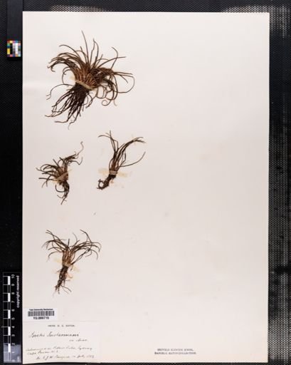 Isoetes tuckermanii