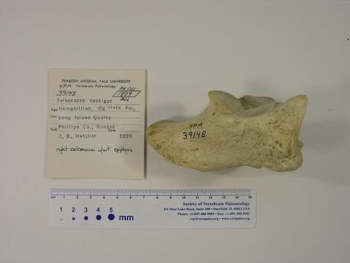 Teleoceras fossiger