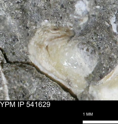 Limopsis striatopunctatus