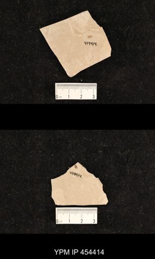 undet. Coleoptera