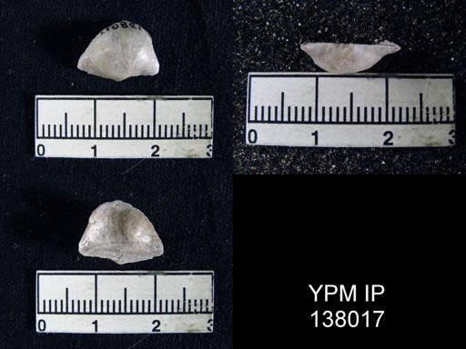 Chonetella sp.