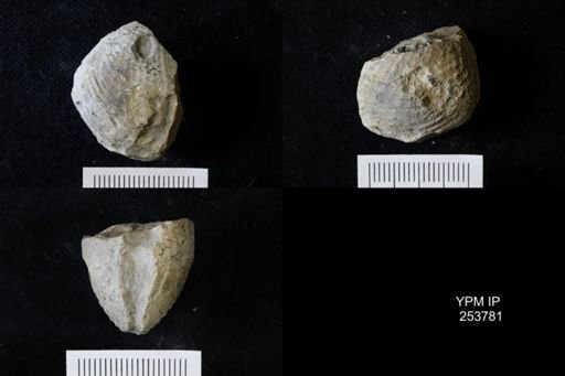 Bivalvia