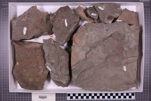 mixed taxa, stratigraphic collection