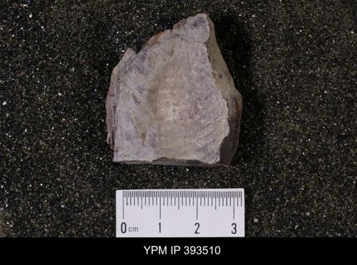 Scaphites sp.