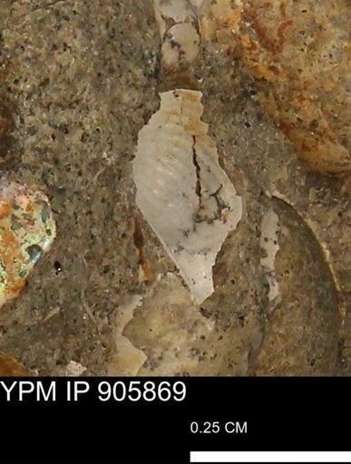 Corbulamella?