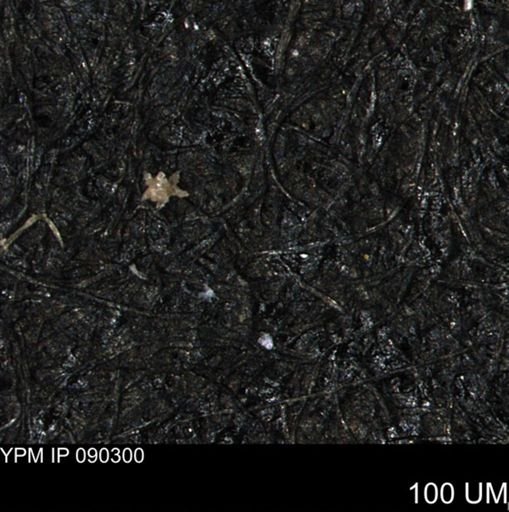 undet. Porifera