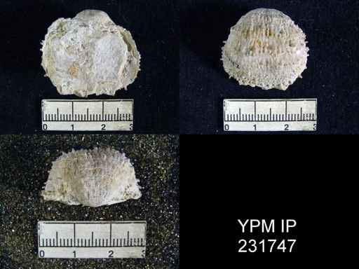 Pustula nebrascensis