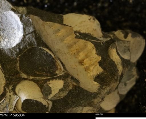 Hoploscaphites sp.