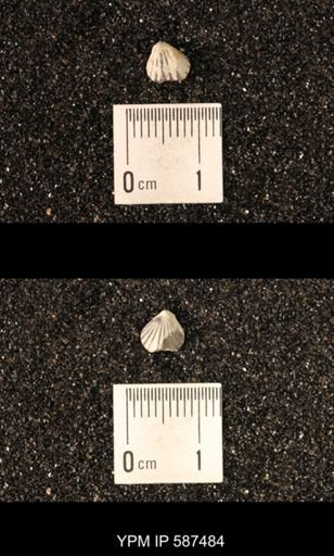 Camarotoechia whitei
