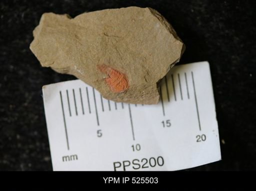 undet. Synziphosurina