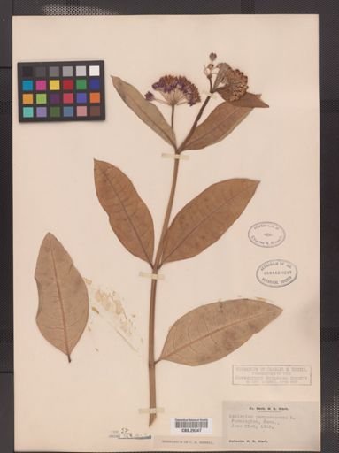 Asclepias purpurascens