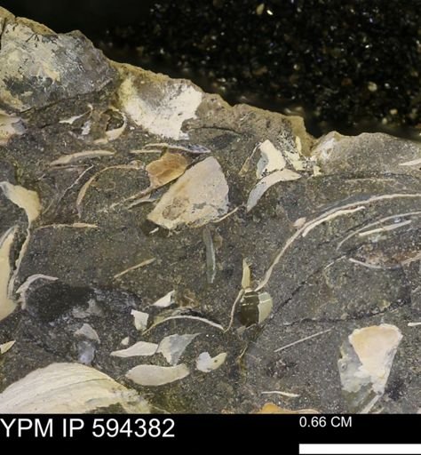 undet. Bivalvia