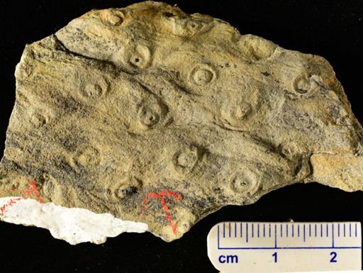 Stigmaria sp.