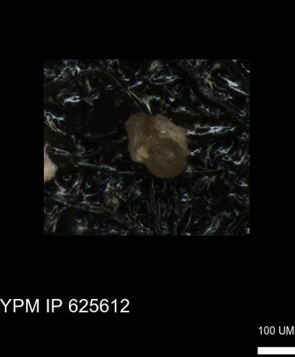 undet. Foraminiferida