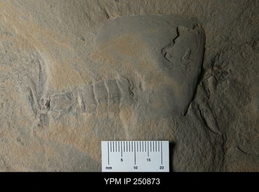 undet. Phyllocarida