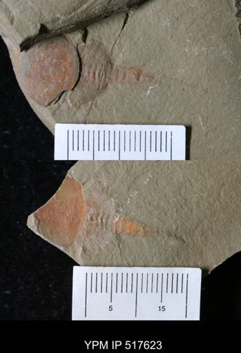 undet. Xiphosurida