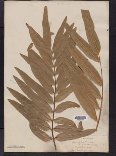 Polypodium