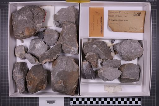 mixed taxa, stratigraphic collection
