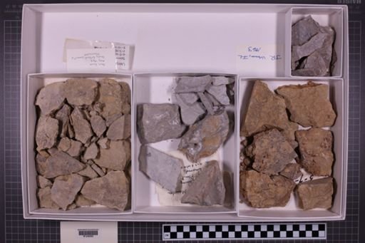 mixed taxa, stratigraphic collection
