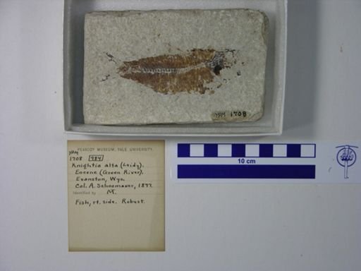 Knightia alta