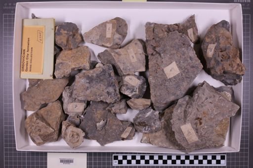 mixed taxa, stratigraphic collection
