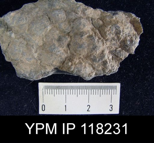 Dalmanella elegantula submedia