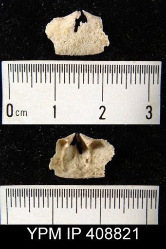 Doleroides sp.