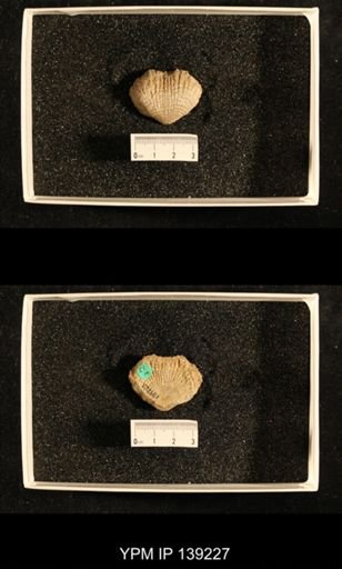 Productus (Dictyoclostus) indicus
