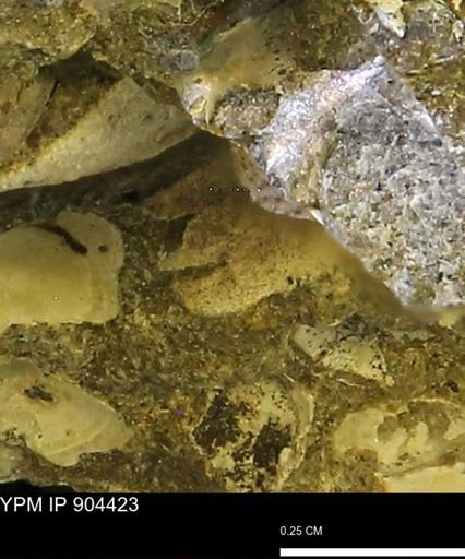 undet. Mollusca