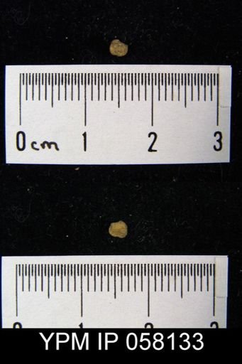 Skenidium insigne