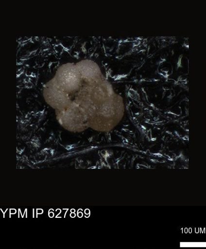 undet. Foraminiferida