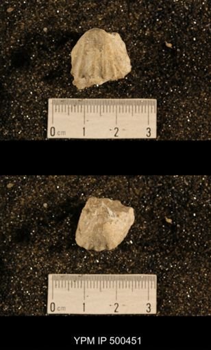 Enteletes plummeri