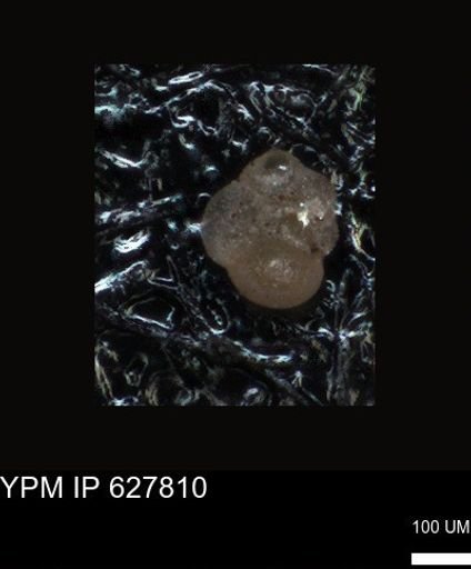 undet. Foraminiferida