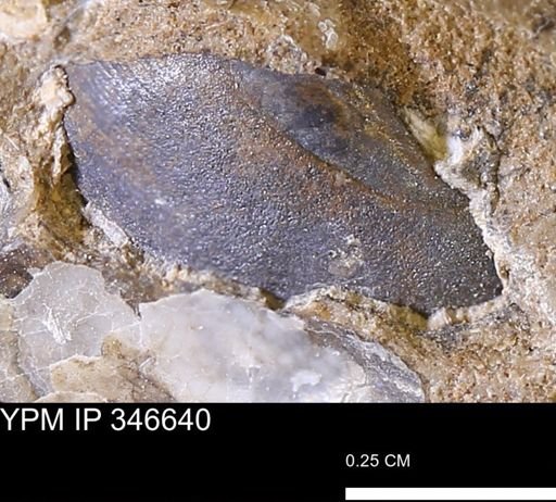 undet. Mollusca