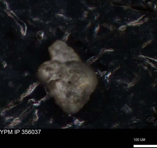 undet. Foraminiferida
