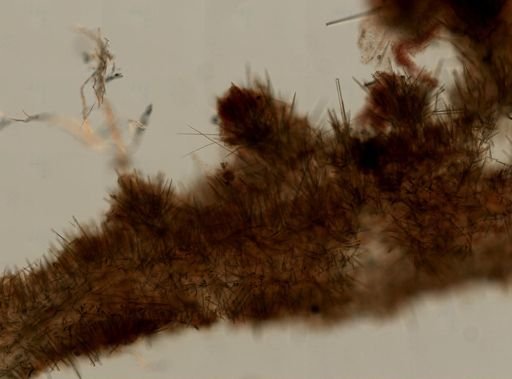 Axinellidae