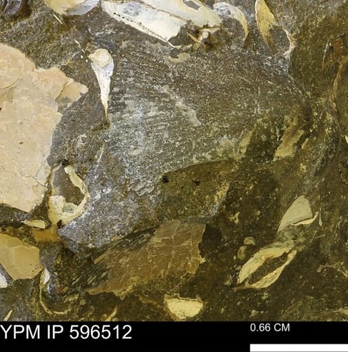 Oxytoma sp.