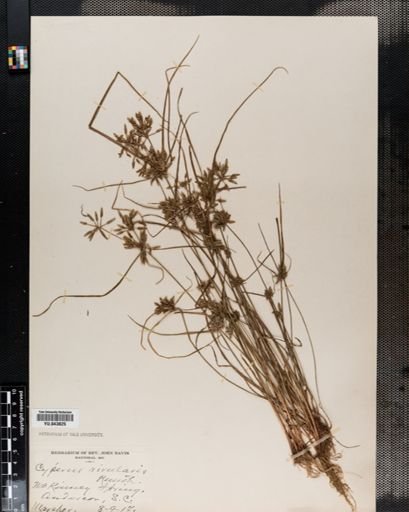 Cyperus rivularis