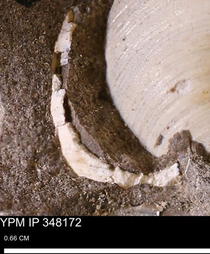 undet. Mollusca