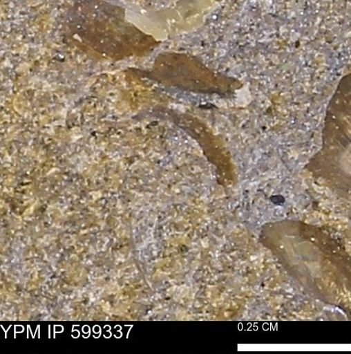 Protocardia subquadrata