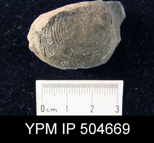 Productus gruenewaldti