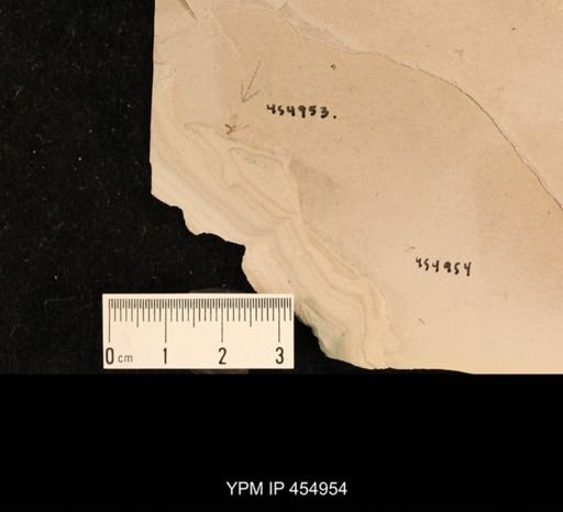 undet. Culicidae