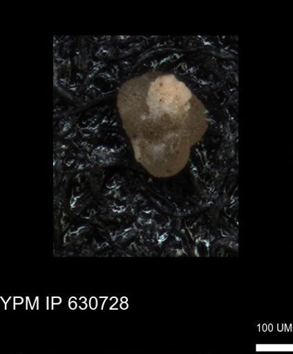undet. Foraminiferida