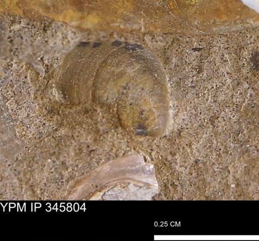 Limopsis striatopunctatus