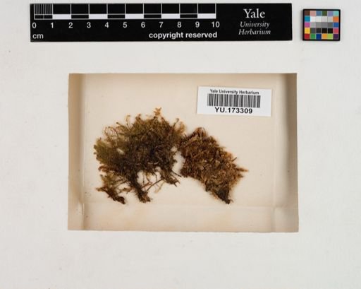 Plantae