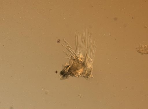 Lagisca impatiens