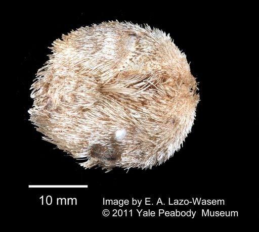 Echinoidea