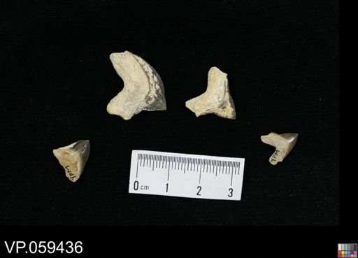 Squalicorax sp.