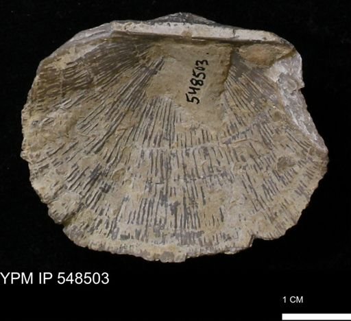 Stropheodonta callawayensis