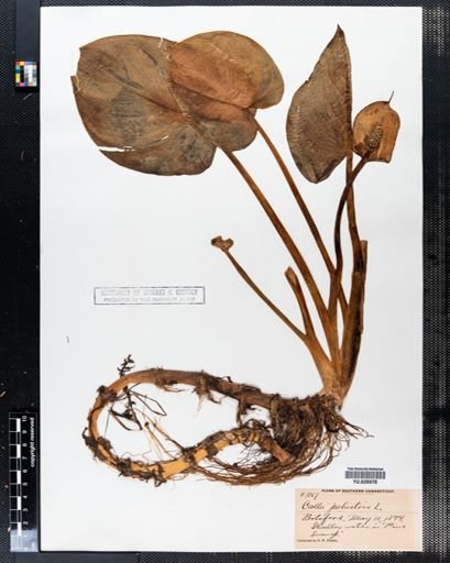 Calla palustris